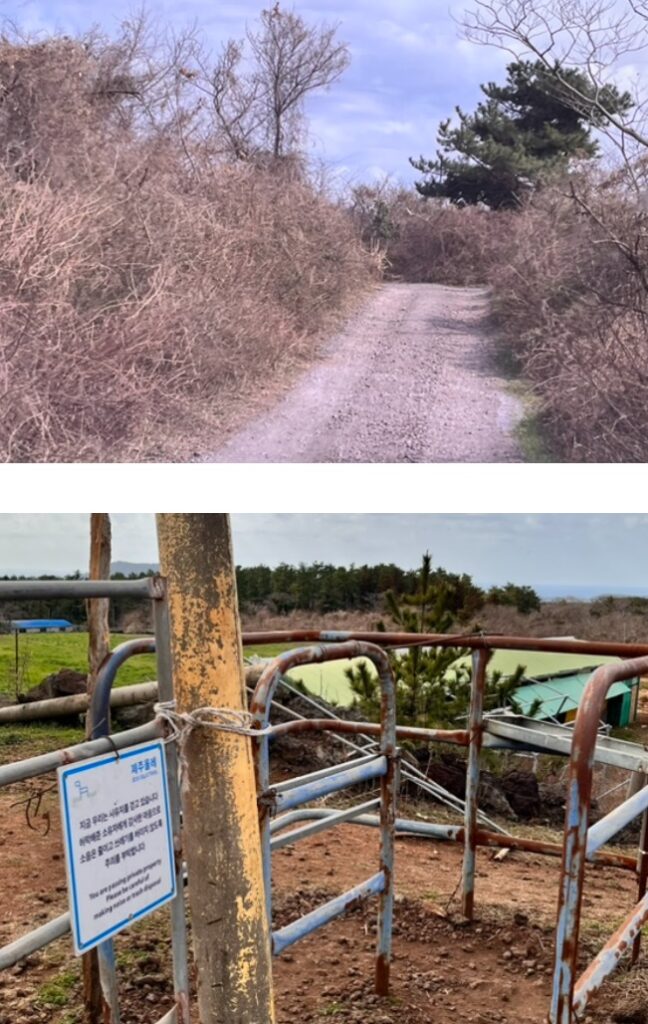 문도지오름 가는법을 알려주기 위해 문도지오름 길, 문도지오름 입구를 찍은 사진
