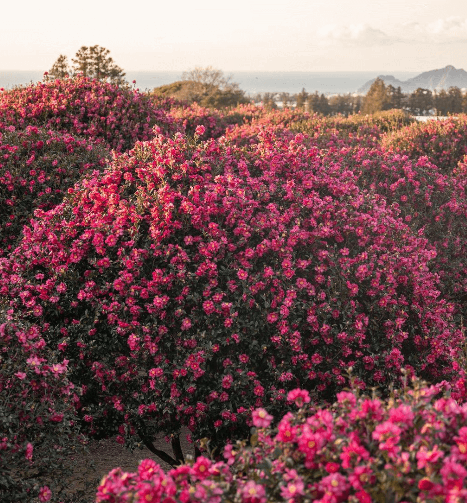 제주 동백꽃 명소 동백포레스트 동백꽃이 만개한 사진
