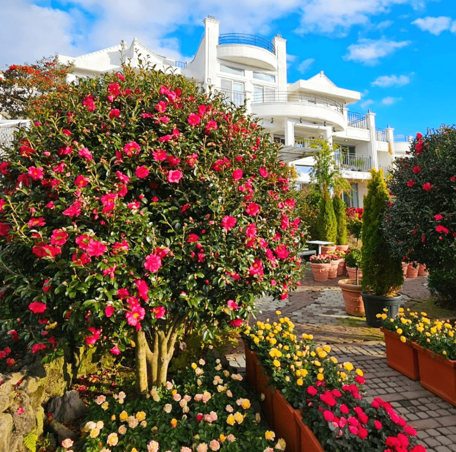 제주 동백꽃 명소 마노르블랑 동백꽃과 카페 사진