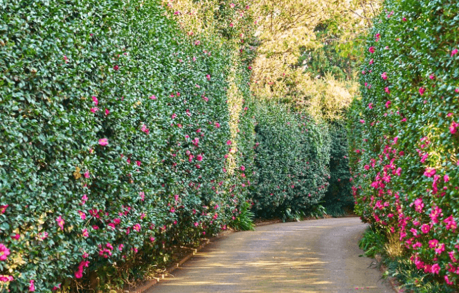 제주 동백꽃 명소 호근동동백길의 사진