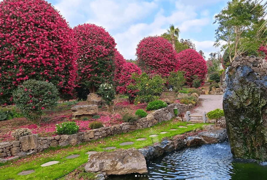 제주 동백꽃 명소 제주동백수목원 동백꽃과 산책로가 나온 사진