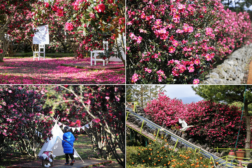 제주 동백꽃 명소 휴애리 동백꽃 사진 4개를 합친 사진