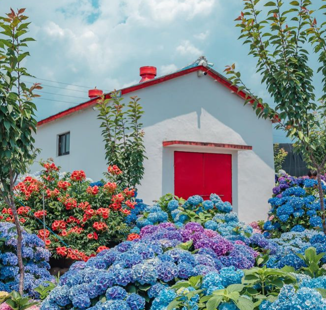 서귀포 수국 명소 답다니수국밭 수국 사진