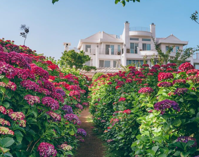 서귀포 수국 명소 마노르블랑 수국 사진
