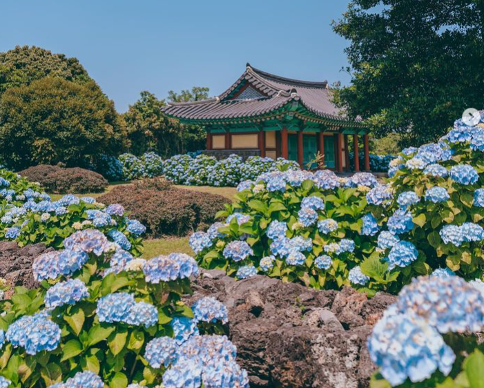 서귀포 수국 명소 혼인지 수국 사진