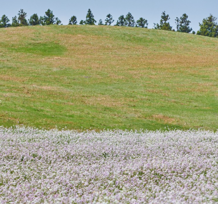 제주도 갯무꽃 명소 성읍갯무꽃밭 사진