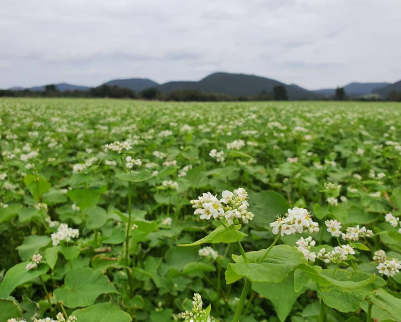 제주도 메밀꽃 명소 보롬왓 메밀밭 사진