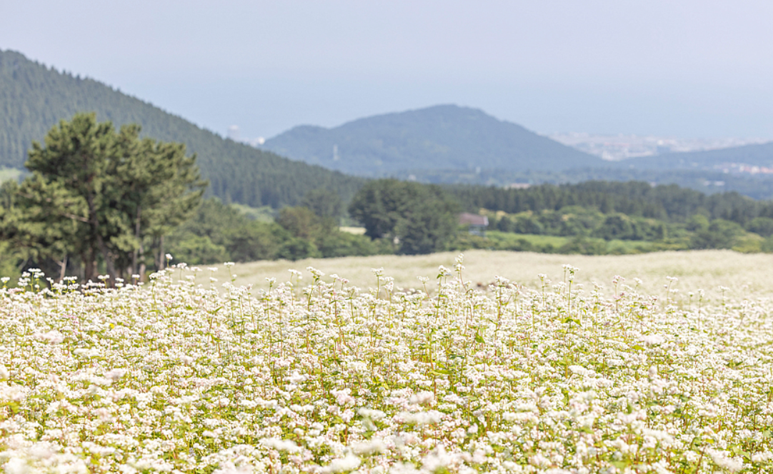 제주도 메밀꽃 명소 오라동 메밀밭 사진