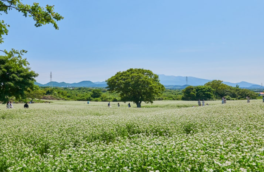 제주도 메밀꽃 명소 와흘메밀마을 메밀밭 사진
