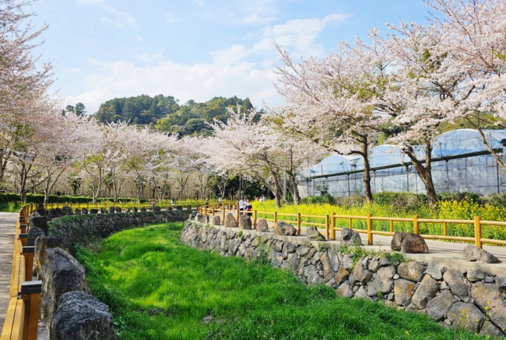 제주도 서귀포 벚꽃 명소 웃물교 사진