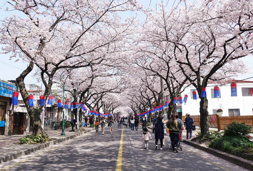 제주도 제주시 벚꽃 명소 전농로 벚꽃 사진