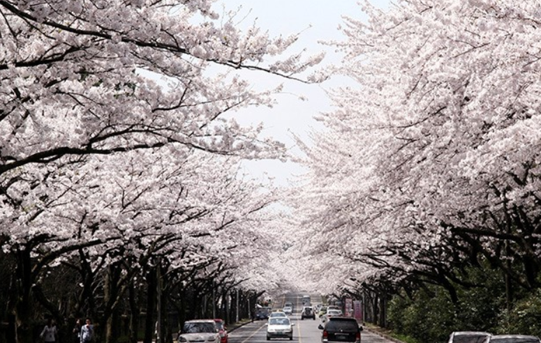 제주도 제주시 벚꽃 명소 제주대학교 벚꽃 사진