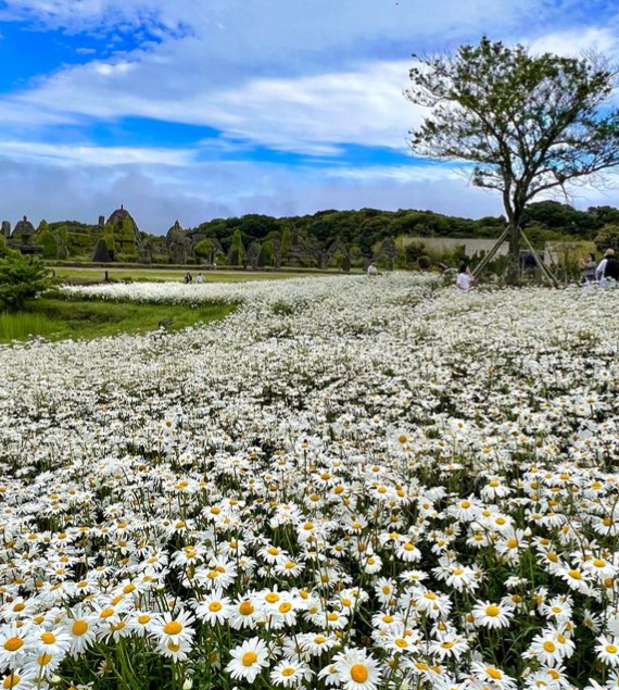 제주도 샤스타데이지 명소 제주돌문화공원 사진
