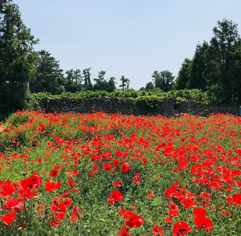 제주도 양귀비 명소 항파두리 항몽유적지 사진