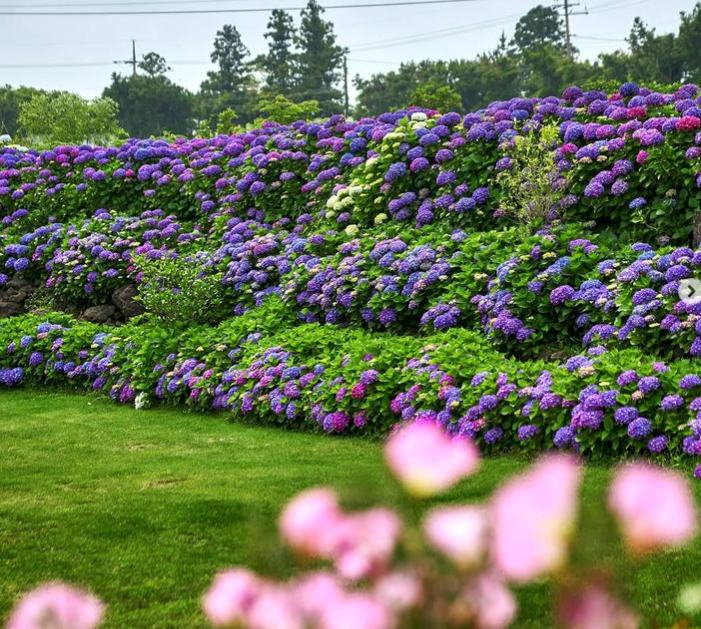 서귀포 수국 명소 동광리수국길 수국 사진