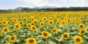 제주도 해바라기 명소