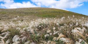 제주도 서쪽 억새명소 새별오름 어음리억새군락지