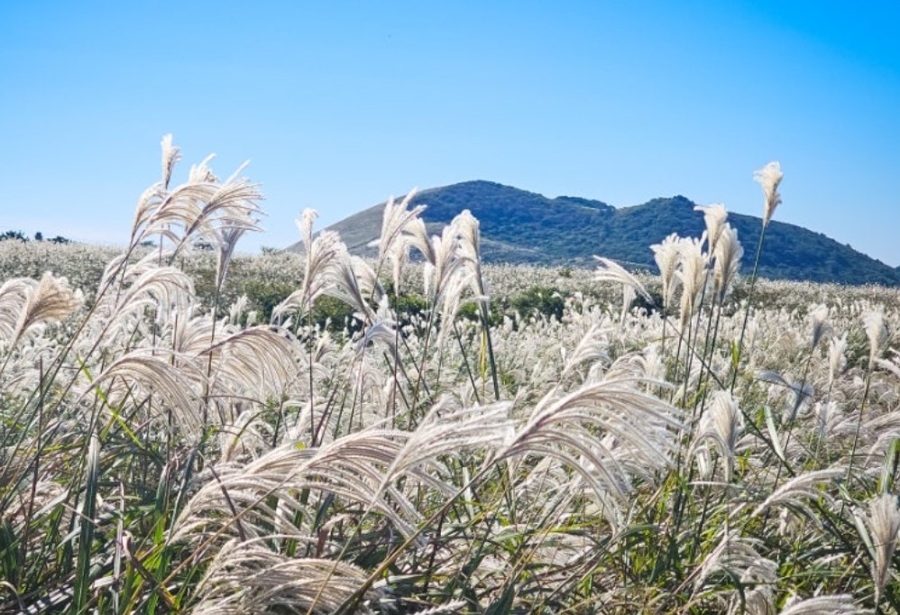 제주도 서쪽 억새 명소 어음리 억새군락지의 억새 사진