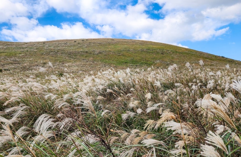 제주도 서쪽 억새 명소 새별오름의 억새 사진