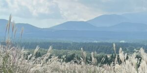 제주도 억새 명소