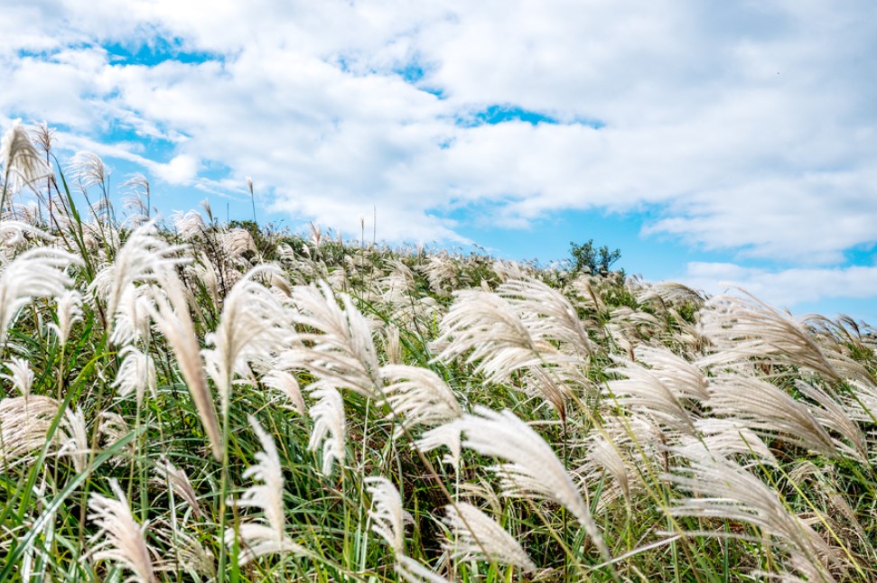 제주도 억새명소 용눈이오름 사진