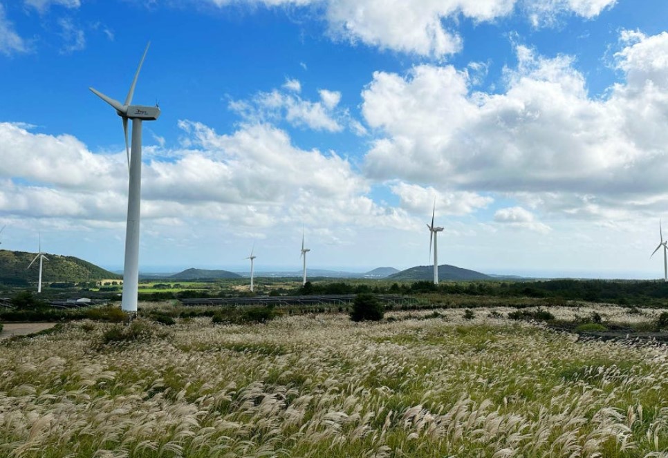 제주도 억새명소 유채꽃프라자 사진