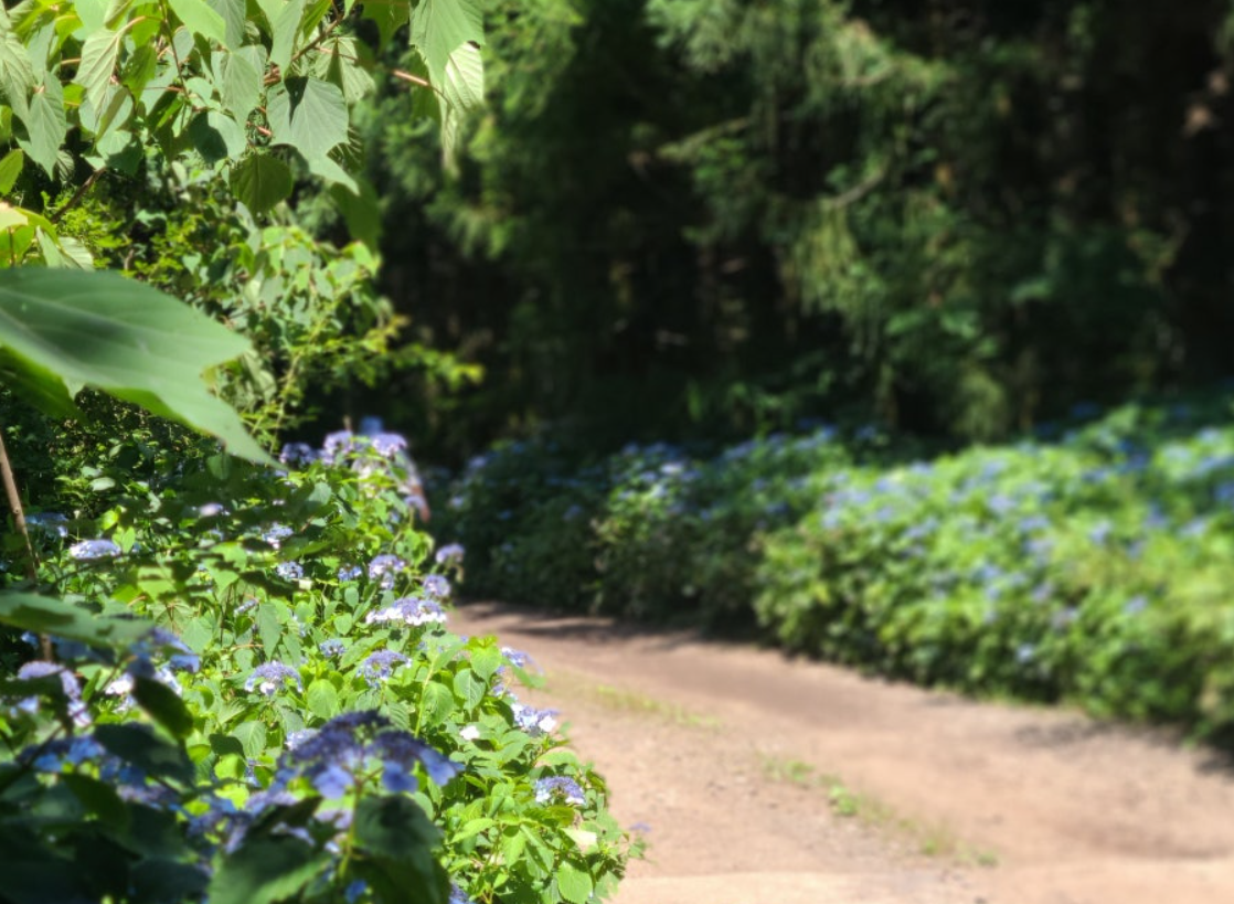 제주도 산수국 명소 송당리 사진