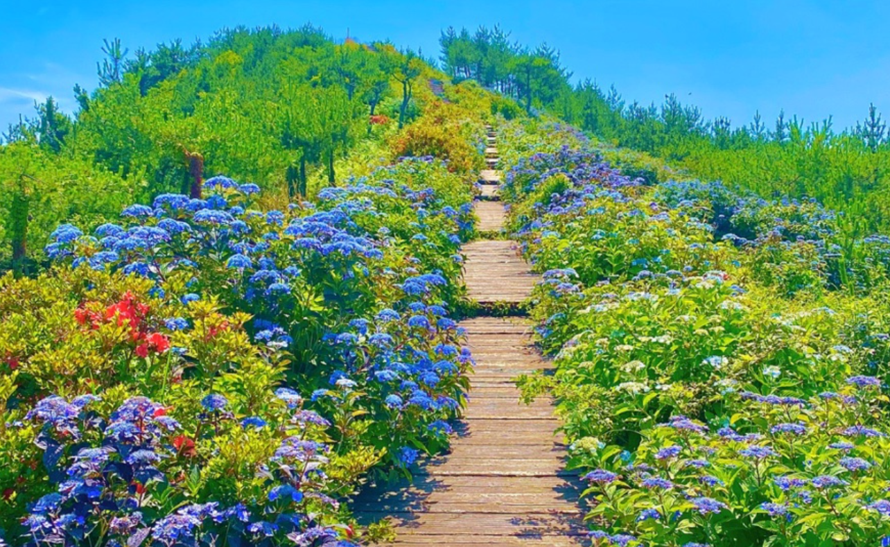제주도 산수국 명소 영주산 사진