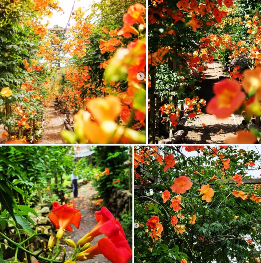 6월 제주도 꽃 비체올린 사진