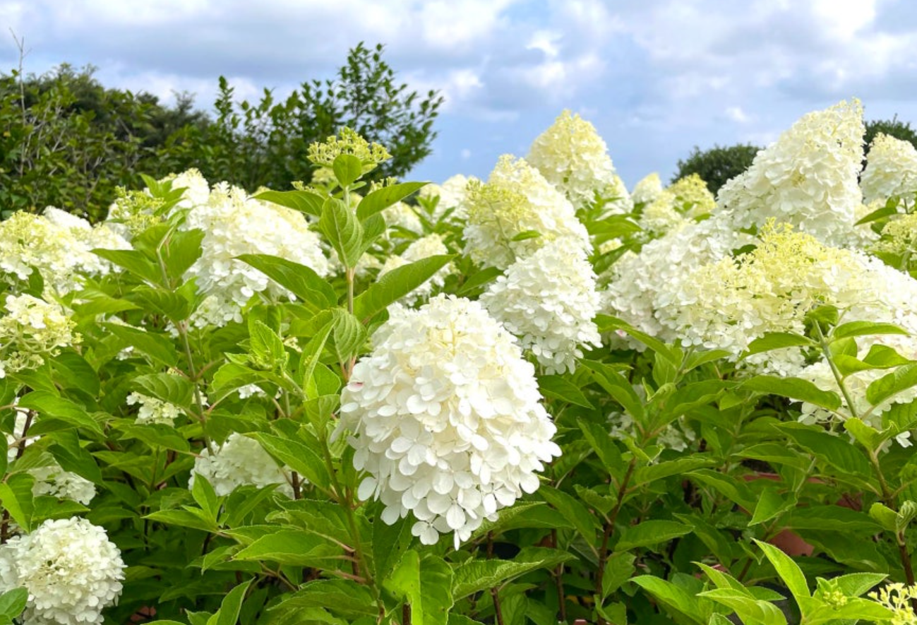 제주도 8월 꽃 명소 마노르블랑 사진