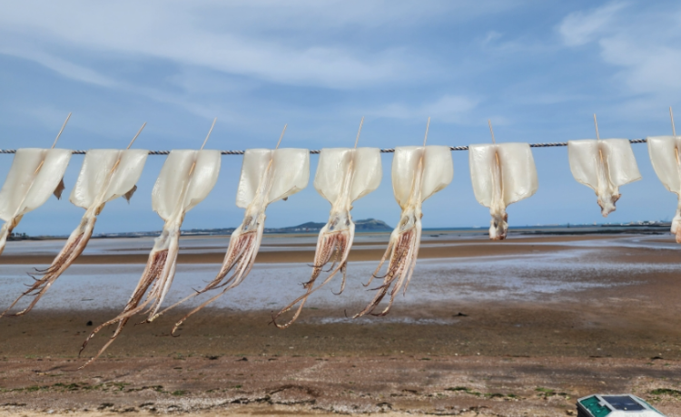 목화휴게소 오징어 사진