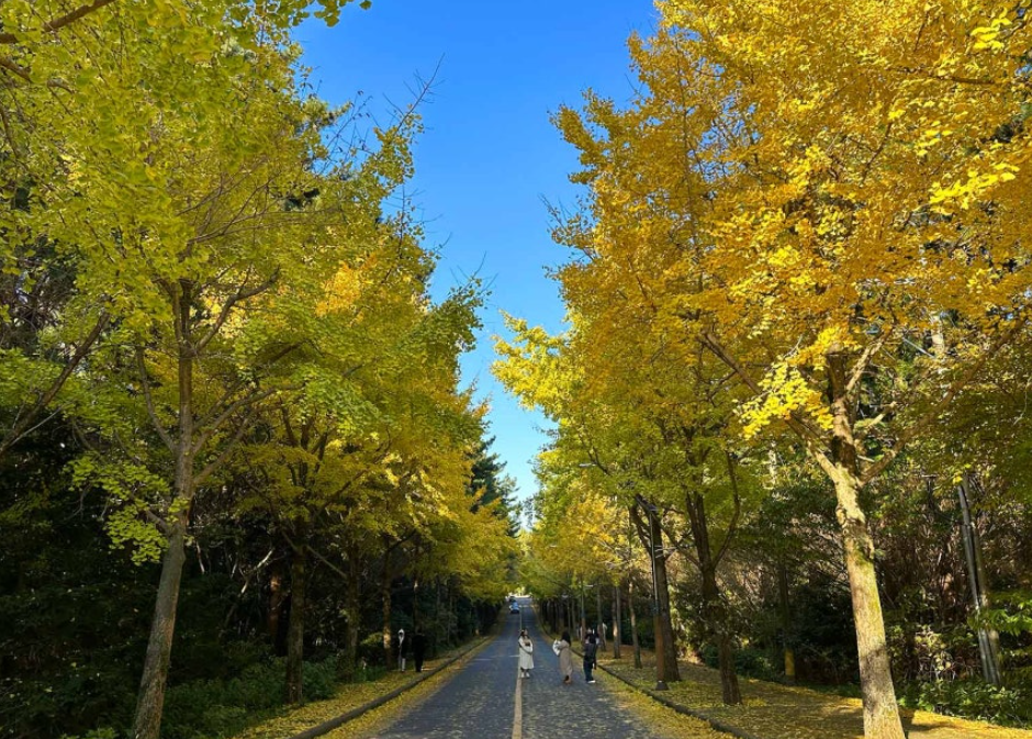 제주도 단풍 명소 제주대학교 은행나무길 사진