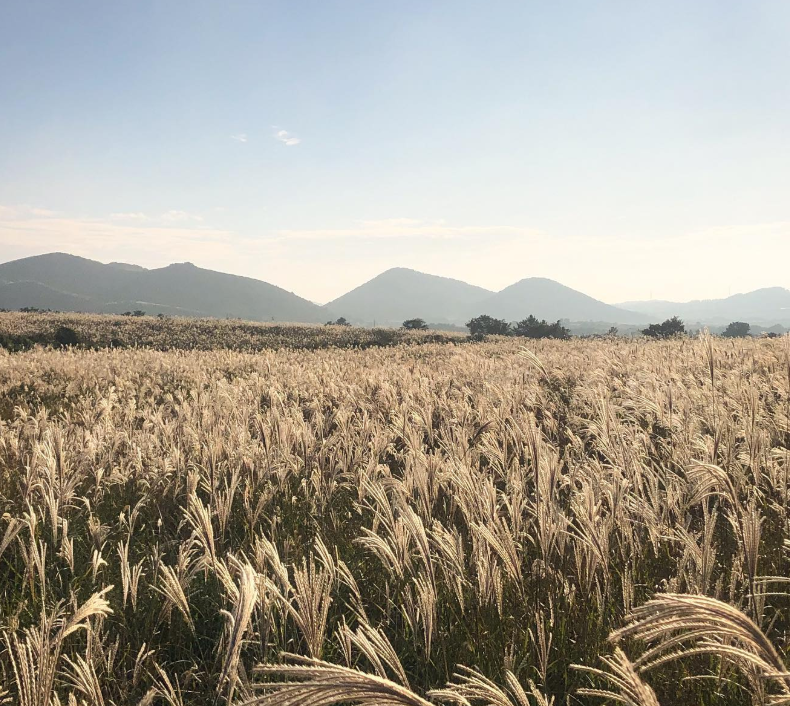 제주도 서쪽 억새 명소 어음리억새군락지 사진