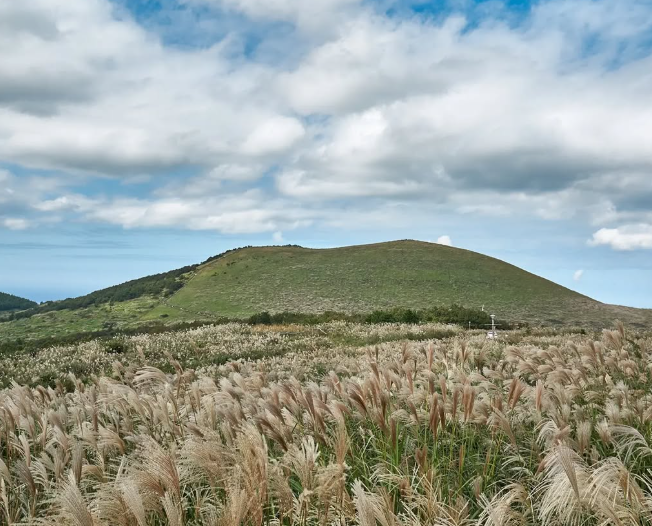 제주도 서쪽 억새 명소 새별오름 사진